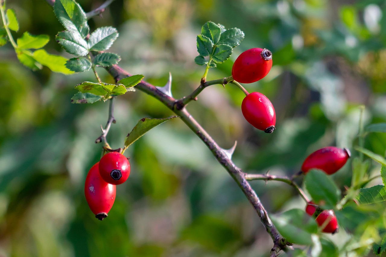 A csipkebogyóolaj, a hajunk barátja