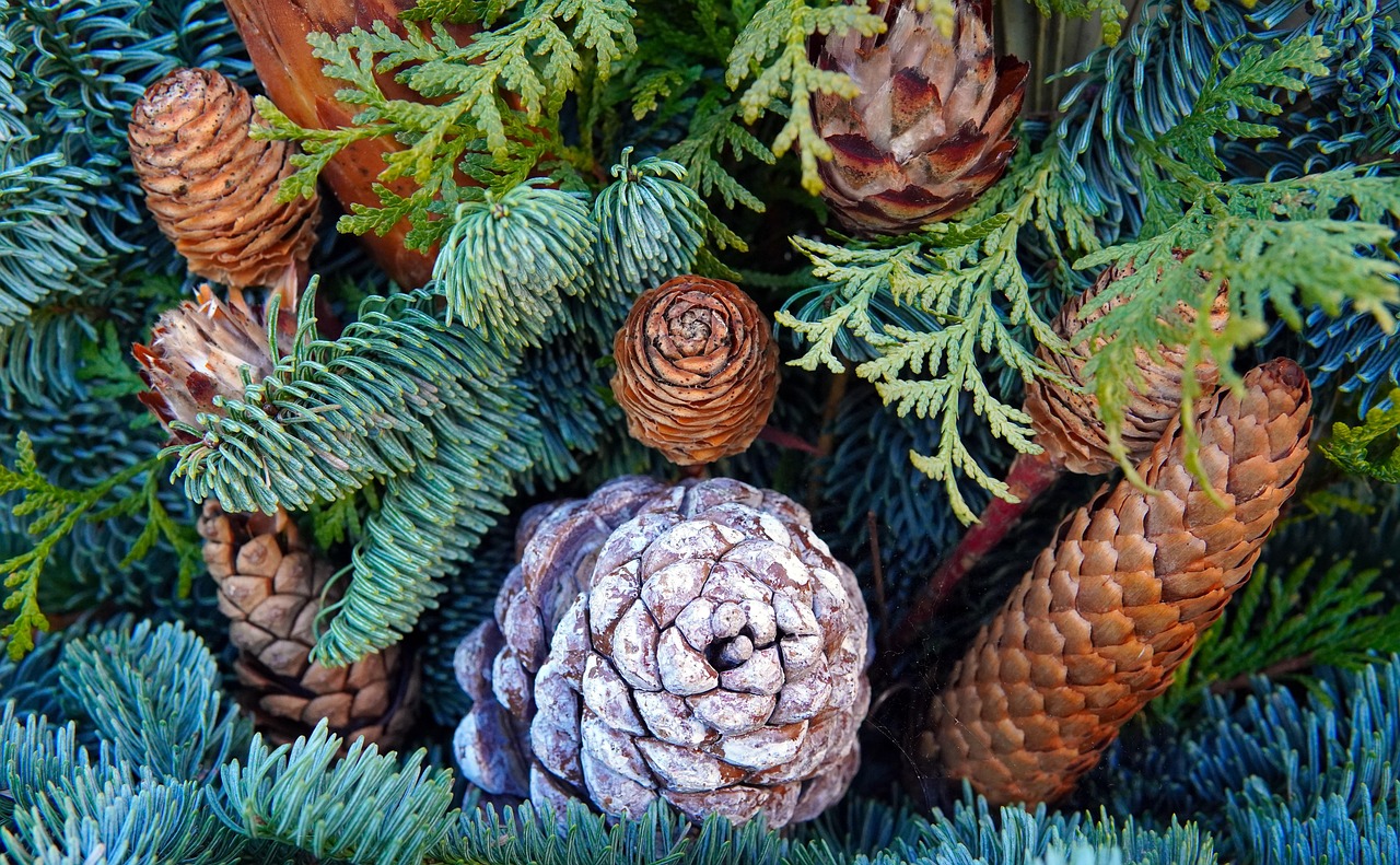 Az ezüst toboz csodája